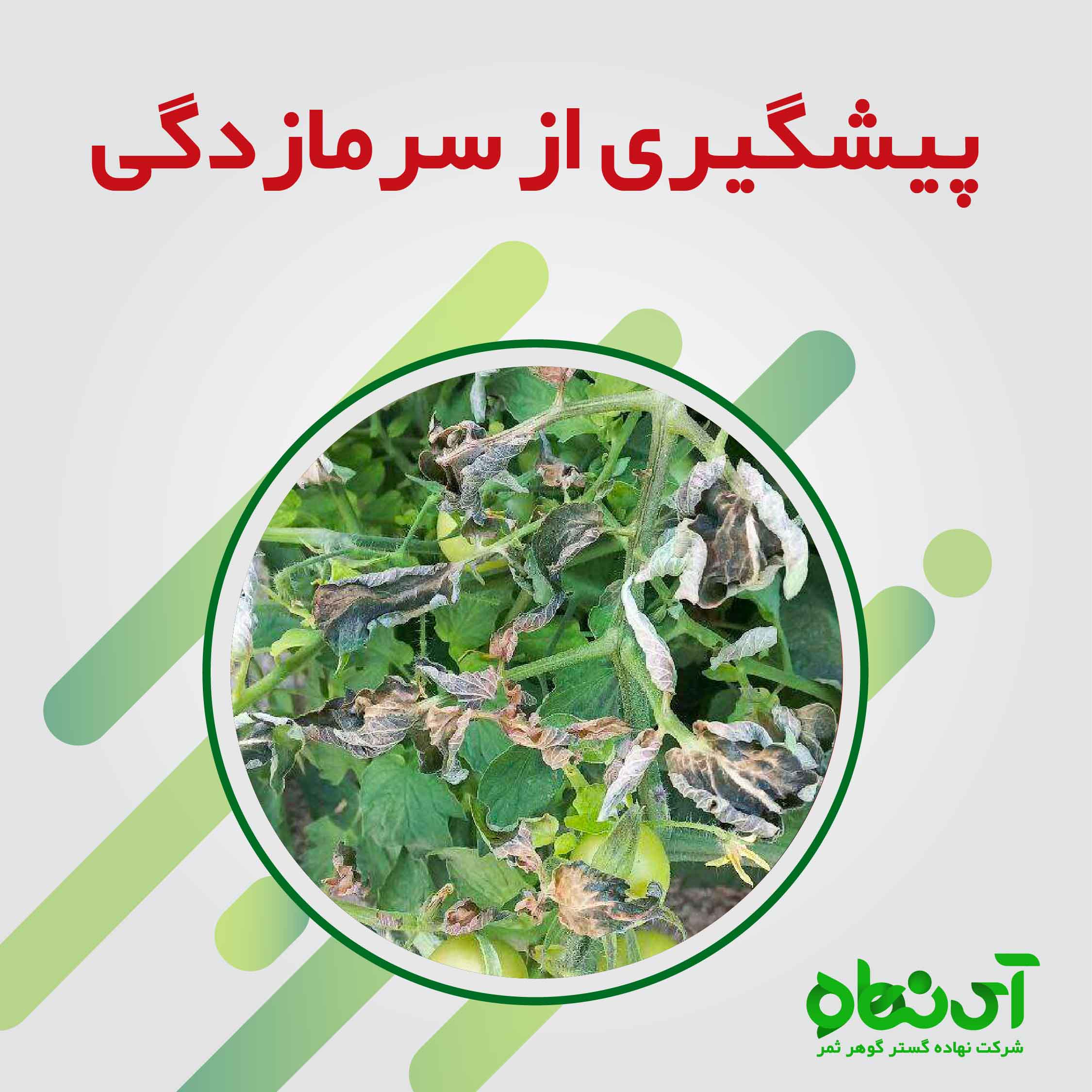 پیشگیری از سرمازدگی